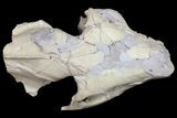 Oreodont (Merycoidodon) Partial Skull - Wyoming #123197-1